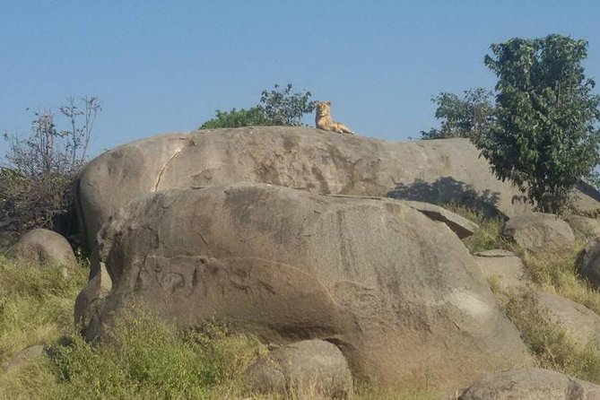 8 days Tanzania safari Tour to Lake Manyara, Serengeti (3 nights), Ngorongoro Crater and Tarangire